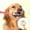 A, variant on Pet Toothbrush for Dogs and Cats - Soft Triple Head Design for Gentle Teeth Cleaning and Oral Care Plaque Removal and Fresh Breath Durable Pet Supplies