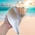 thumbnail image 5 of Giant Conch Seashell White Brown Pattern Rare Big Large Ocean Sea Shell Coastal Decor Nautical Centerpiece Decoration Beach Lovers Special Collection Gift, 5 of 6