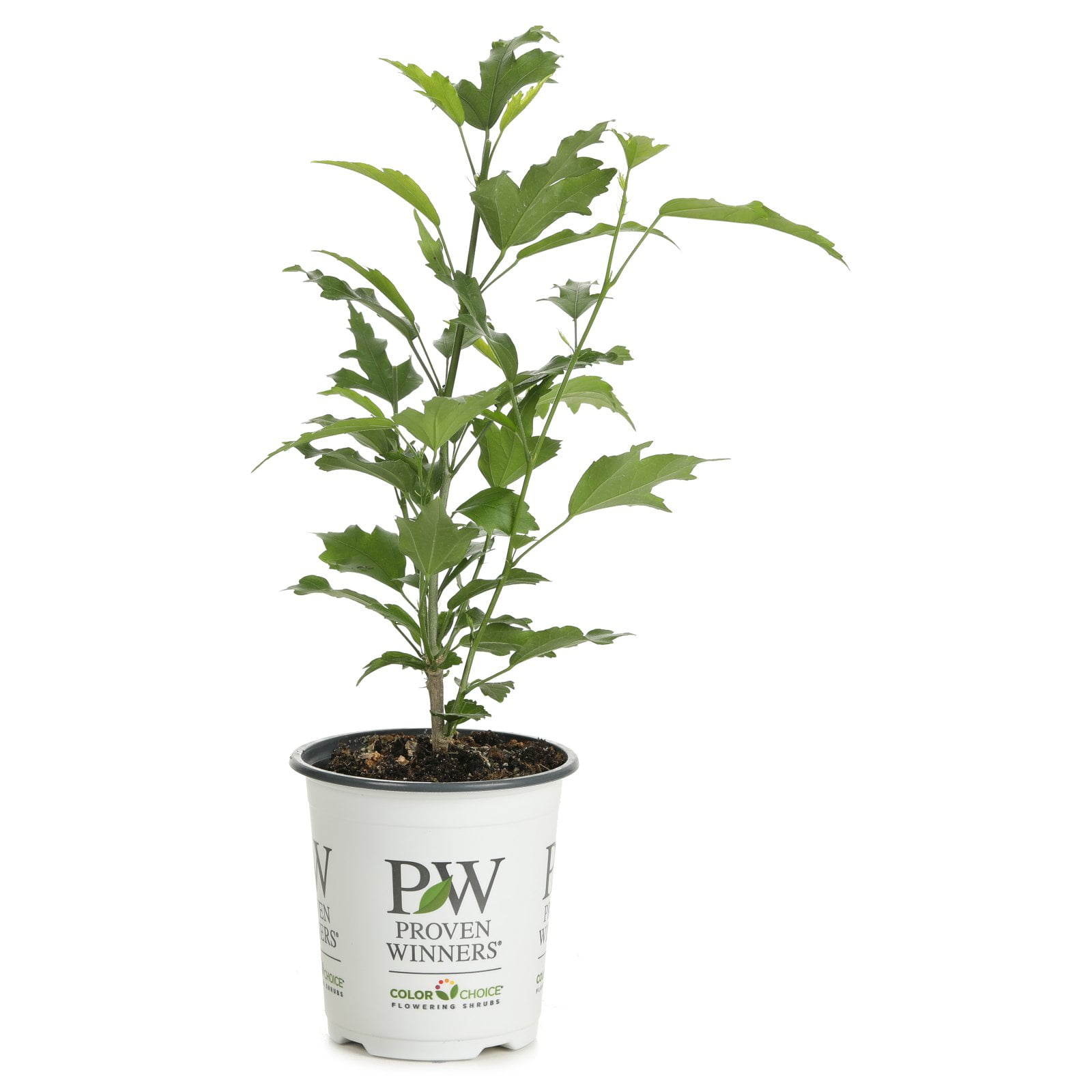 Proven Winners Purple Pillar Rose of Sharon Hibiscus Live Shrub Proven Winners Purple Pillar Rose of Sharon Hibiscus Live Shrub