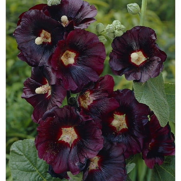 Van Zyverden Hollyhocks Nigra Set of 5 Plant Roots Purple Full Sun Deer Resistant 1 lb