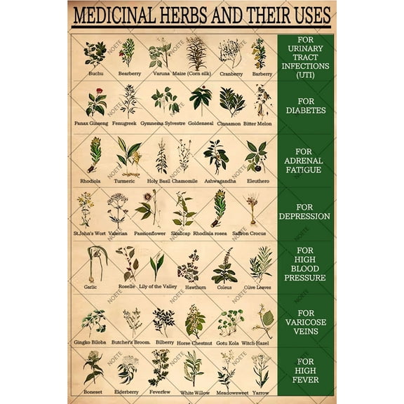 Noete Healing Web Poster Medicinal Herbs and Their Uses Metal Sign Wall Decor for Home, Office, Clinic Rustic 12x16 Inch Tin Art