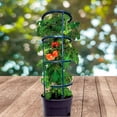 thumbnail image 7 of SunVara Tomato Cages Plant Support Cages 4 Packs Square Steel 13 inch for Garden Cages For Vegetables, 7 of 7