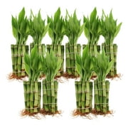 NW Wholesaler - Live Lucky Bamboo Plant - Bundle of 100 Stalks - 6” Straight Stalks