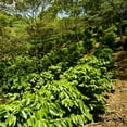 thumbnail image 4 of Café Artesanal 52 Special Edition Usa | Veracruz - Molido, 4 of 5
