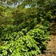 thumbnail image 4 of Café Artesanal 52 Special Edition Usa | Veracruz - Molido, 4 of 5