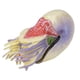 thumbnail image 2 of Figuras de animales marinos de concha en espiral realistas, modelo de figuras educativas de animales marinos lindos, 2 of 14