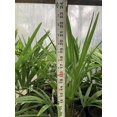 22” to 24” Cold Hardy Windmill Palms Trachycarpus Fortunei
