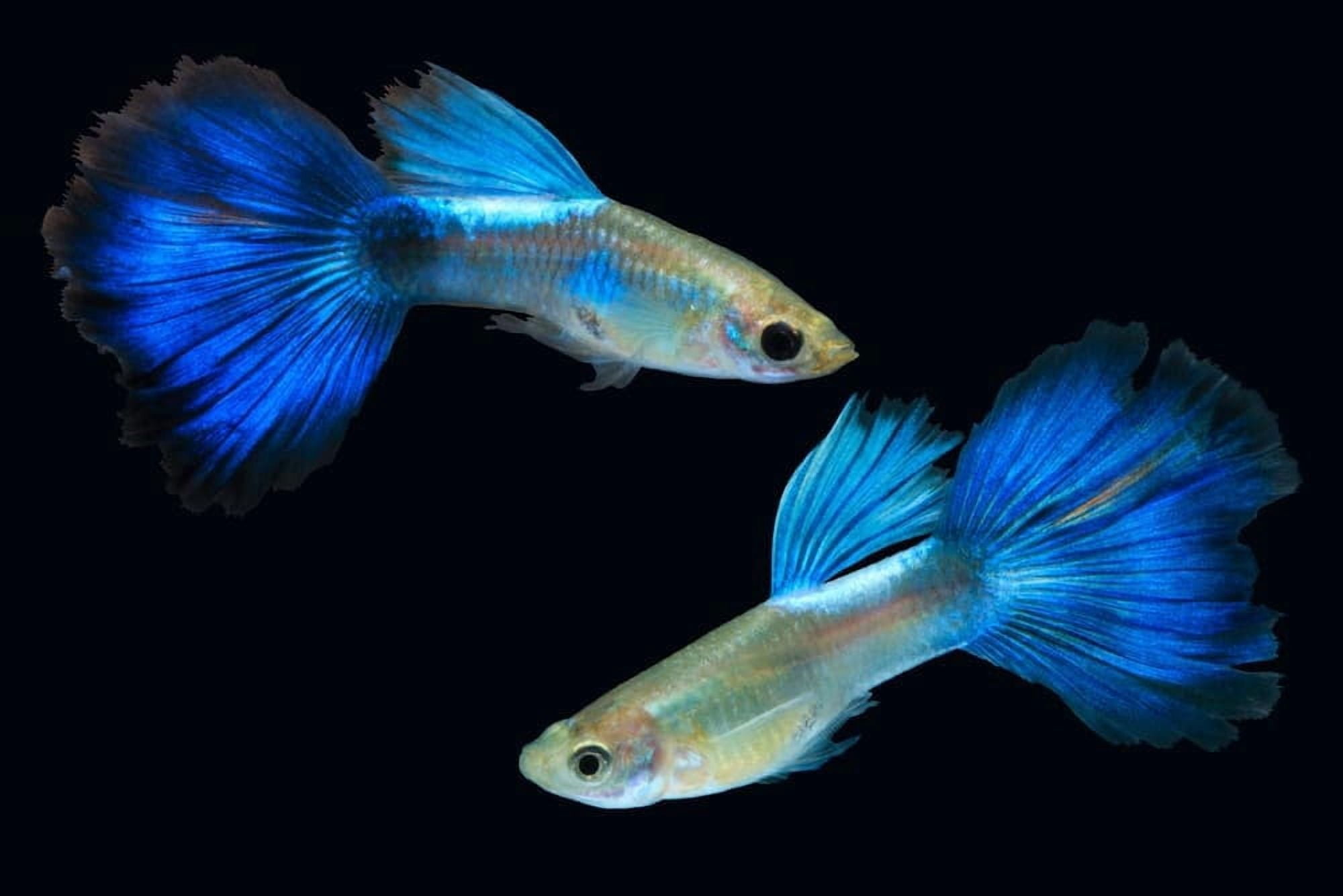 Aquatic Foods 3-lbs @ $45.99 Guppy Flakes. Bulk Flake Foods for All Tropical Fish