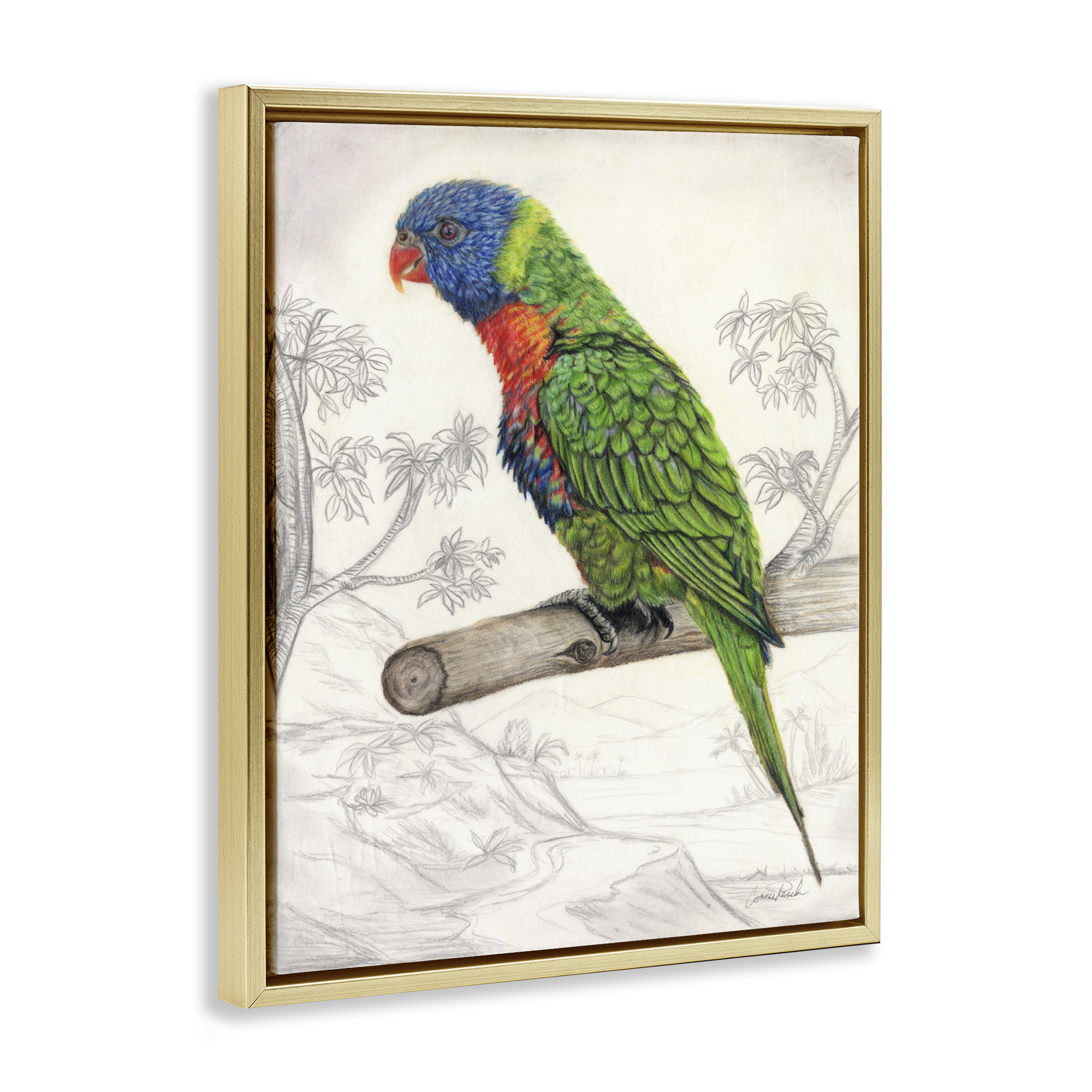 Stupell Industries Lorikeet Sketched Nature Animals & Insects Painting Gold Floater Framed Canvas Art Print Wall Art, 17 x 21
