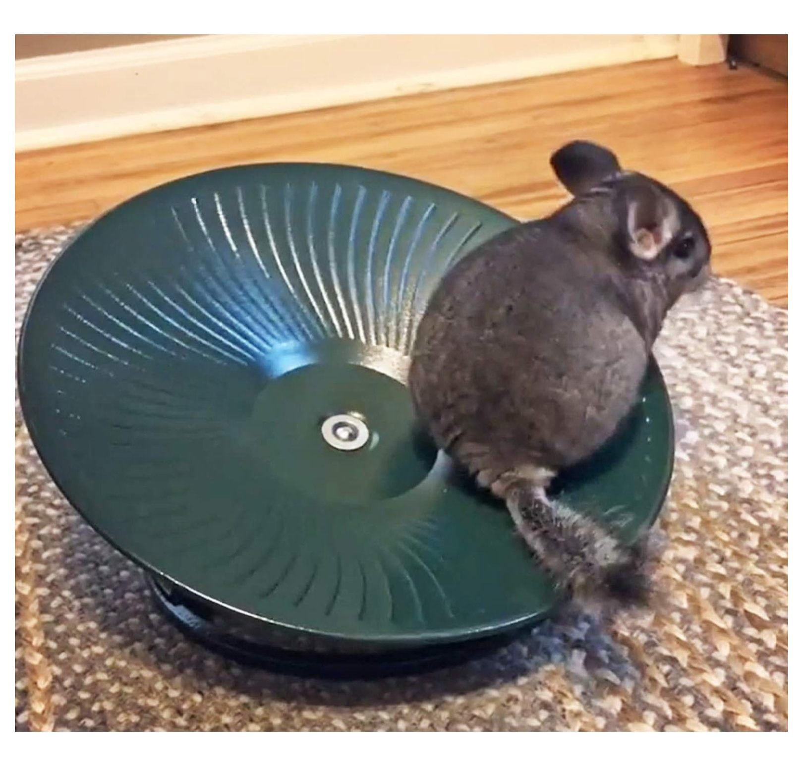 Treadmill Wheel 14" Black - All Metal Exercise Wheel for Chinchillas, Prairie Dogs, Rats, Hedgehogs, Sugar Gliders, Squirrels, Degus, Hamsters & Other Small Animals - Smooth, Fast, Silent, Durable