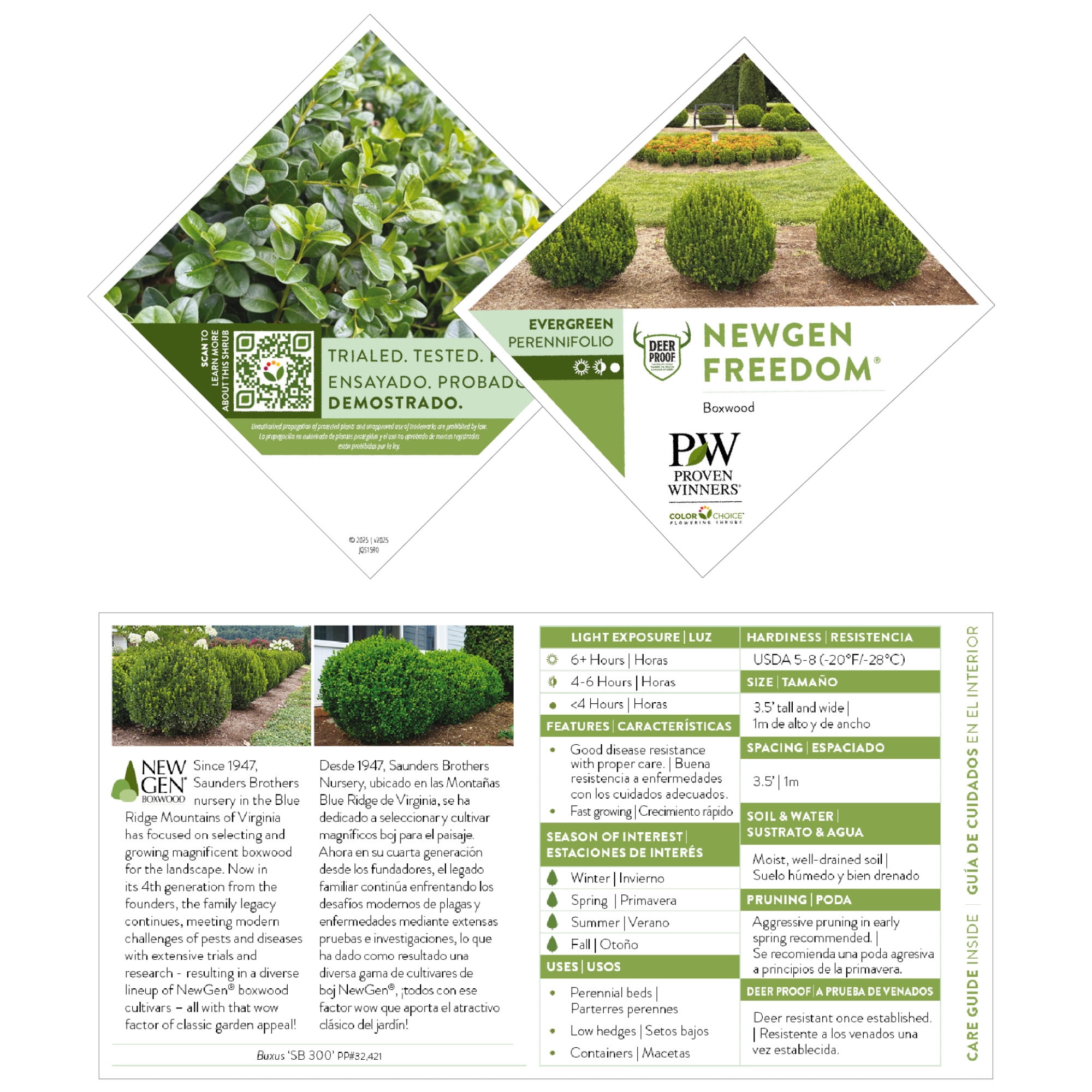 Proven Winners ColorChoice 5" NewGen Freedom Boxwood Live Plant in 4.5" Pot (4 Count)
