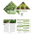 thumbnail image 5 of Proven Winners ColorChoice 5" NewGen Freedom Boxwood Live Plant in 4.5" Pot (4 Count), 5 of 5