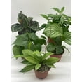 thumbnail image 3 of Premium Indoor Foliage Assortment, 5 Different Leafy House Plants in 4 inch pots, 3 of 9
