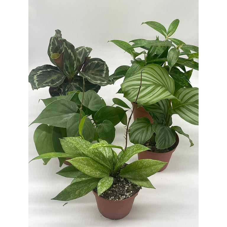 succulent plants near me Assorted Premium 2 inch Succulent Plants
