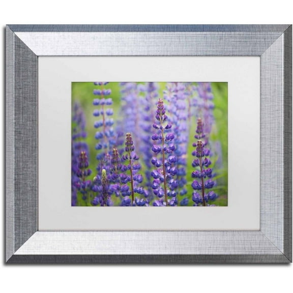 Trademark Fine Art 'Blue Lupine Flowers' Canvas Art by Cora Niele, White Matte, Silver Frame