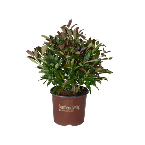 Southern Living Coppertop Sweet Viburnum Live Shrub in 3-Gallon Grower Pot