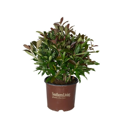 Southern Living Coppertop Sweet Viburnum Live Shrub in 3-Gallon Grower Pot