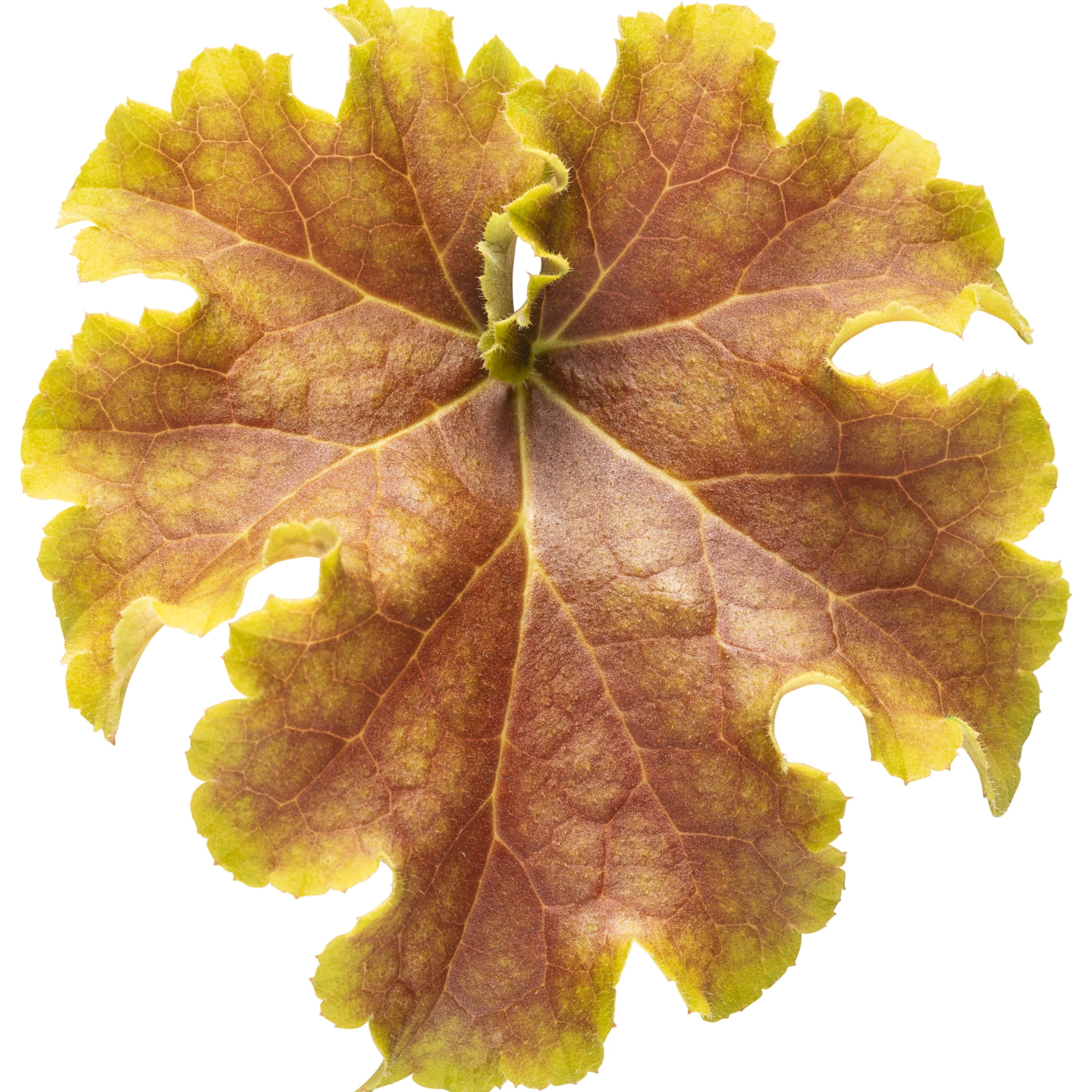 Proven Winners 6" Yellow Dolce 'Apple Twist' Coral Bells Live Plant in 6.5" Pot