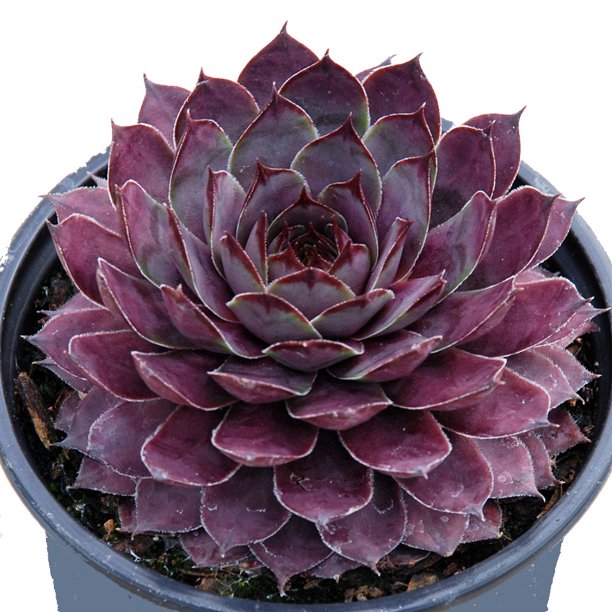 ねこしば様。 plum parfait センペルビウム sempervivum dumortr.com