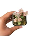 thumbnail image 3 of Crassula Tom Thumb (2"+ Plastic Pot) - Tiny, Lovely, Easy to Care Succulents - Live Healthy Succulents - Best Indoor Plant, 3 of 9