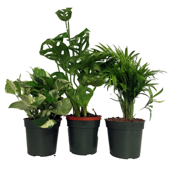Dorm Room Plant Collection #2 - Parlor Palm/Philodendron/Pothos - 3 Pack in 4" Pots