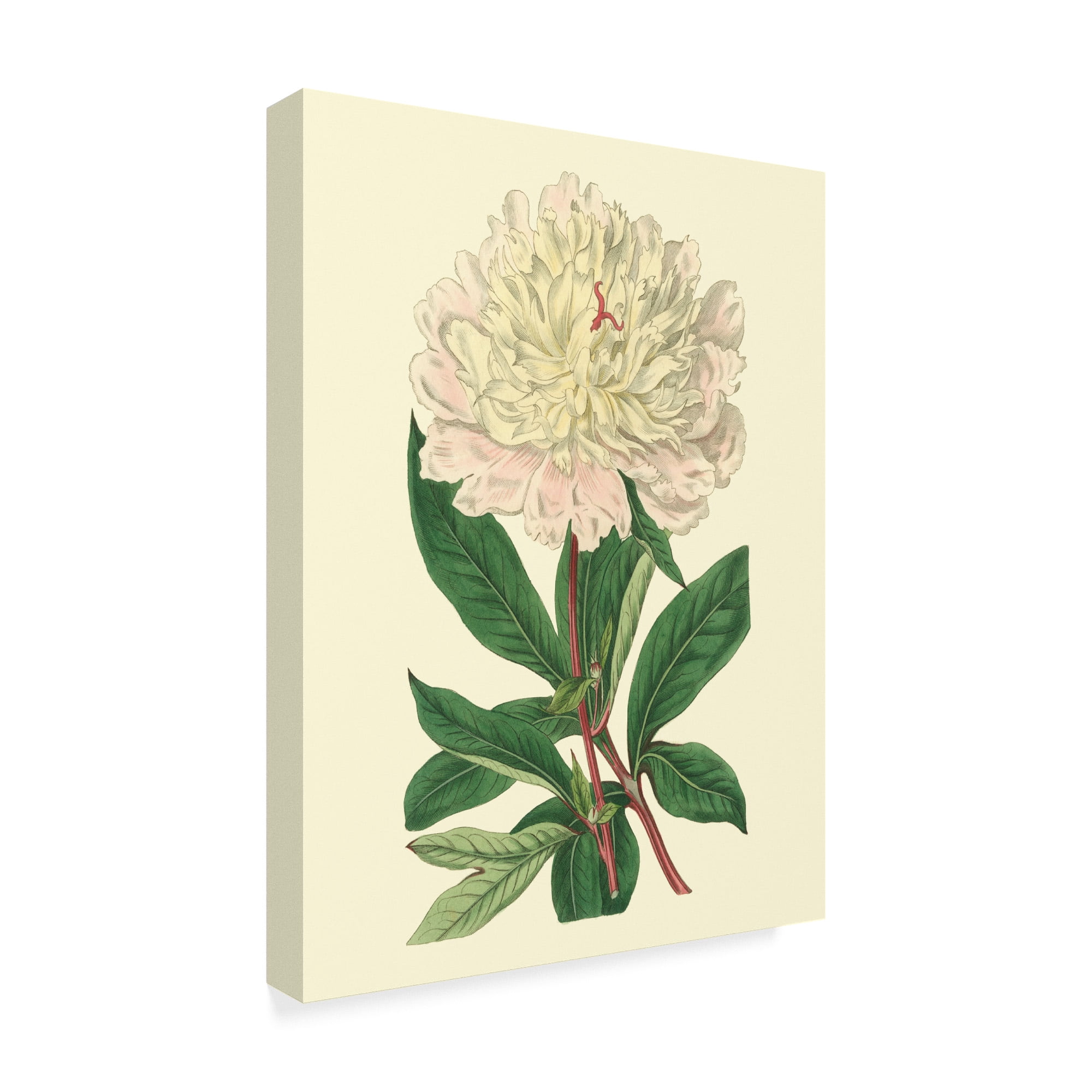 Trademark Fine Art 'Chinese Peony' Canvas Art by Sydenham Edwards
