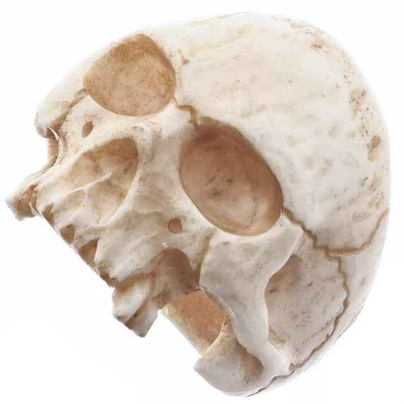 1" Mens Biker Jawless Skull Hand Carving Anituqe Stained Bison Bone Ring