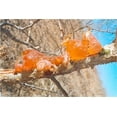 thumbnail image 3 of Gum Arabic Chunks – Premium Natural Acacia Resin – 100% Pure & Raw – For Crafts, DIY, Art, Incense Use – Non-GMO, No Additives – 4 oz (0.25 lb), 3 of 10