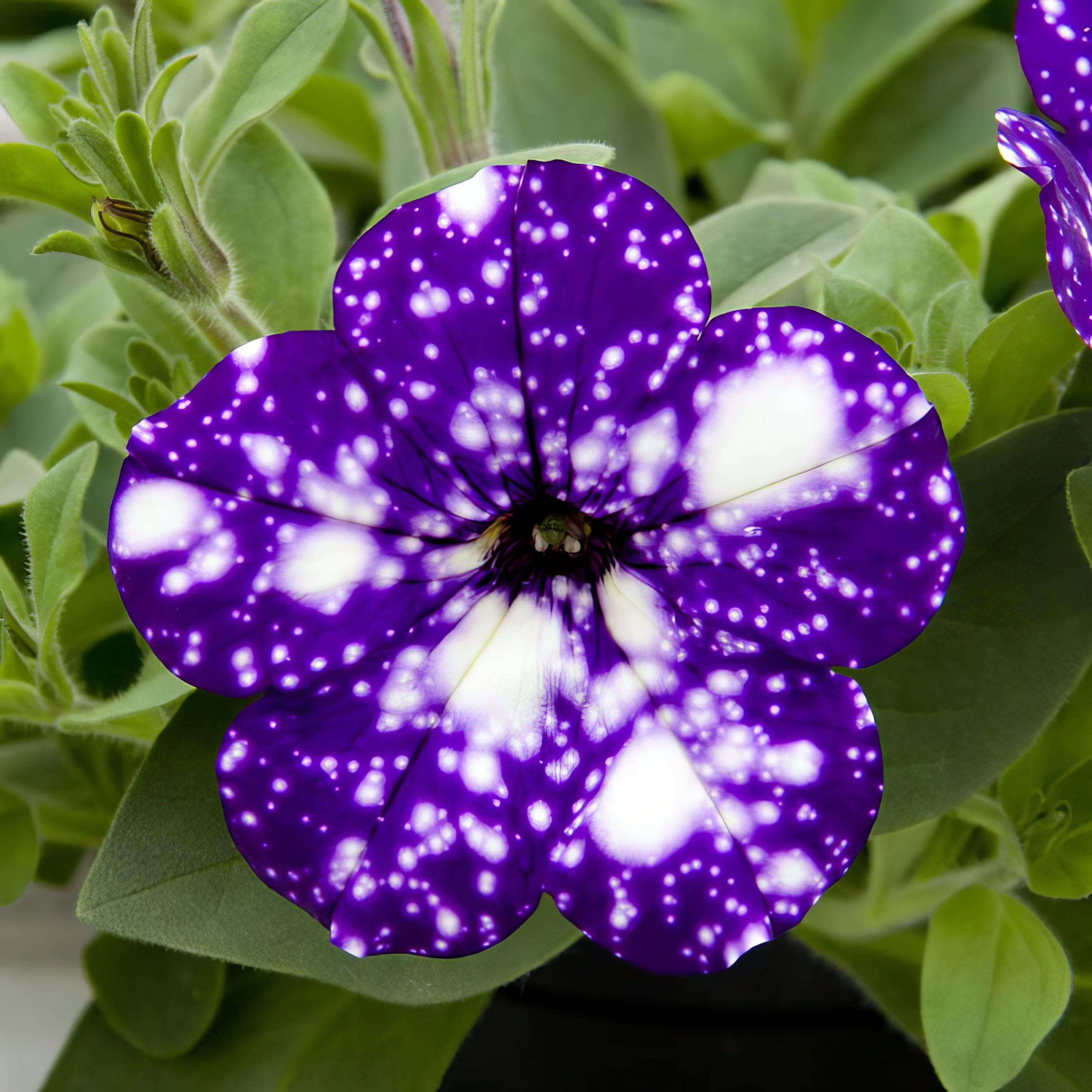 Live Annual 4" NightSky Petunia (3-Pack) with Full Sunlight