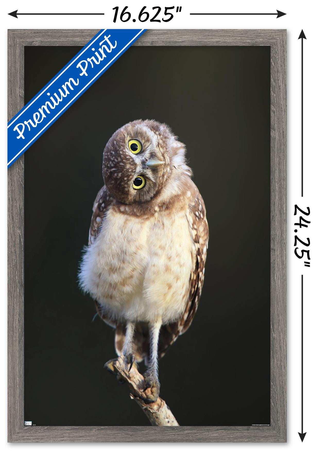 Curious Burrowing Owlet Wall Poster, 14.725" x 22.375" Framed
