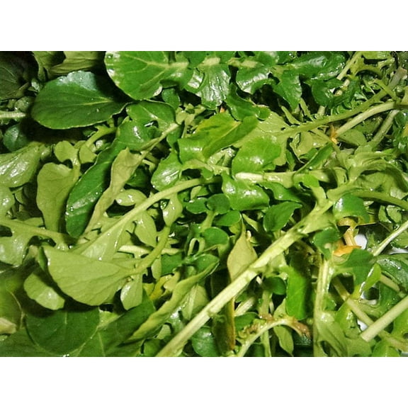 1500 WRINKLED CRINKLED CRESS Garden Lepidium Sativum Greens Vegetable Seeds