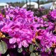thumbnail image 3 of Abbey's Re-View® Rhododendron - Rhododendron x 'GREARV', 3 of 4