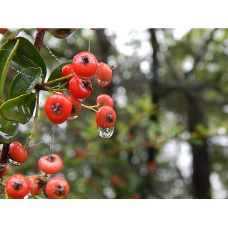 - LAMINATED POSTER Nature Plants Wild Rain Forest Red Berries Poster Print 24 x 36