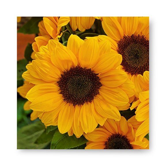 Harris Seeds Sunflower Vincent’s Choice F1 , Single-Stem Cut Flower Variety, 1,000 Count