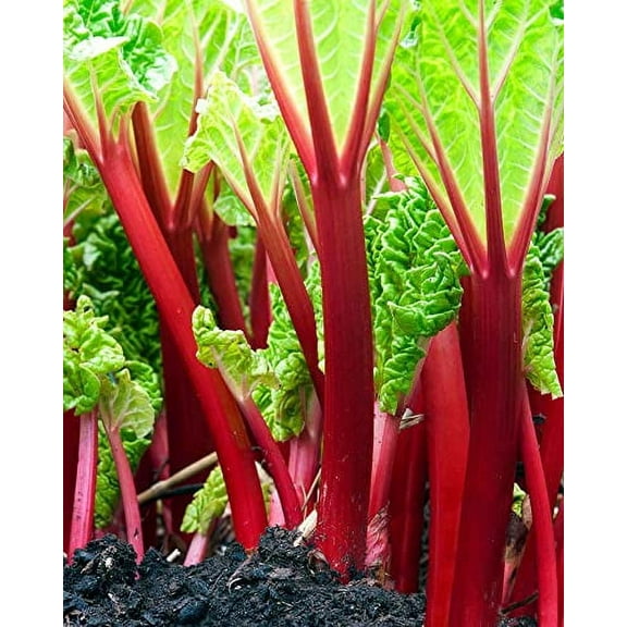300 Victoria Rhubarb Crown Seeds for Planting - Red Swiss Chard Vegetable Bok Choy Seed - Comes Back Every Year