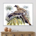 thumbnail image 2 of Designart 'Ancient Australian Birds XIV' Traditional Framed Canvas Wall Art Print, 2 of 5