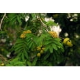 thumbnail image 2 of SEEDS = = =Libidibia- 10 Tropical Seeds - Divi Divi Flower -Drought Tolerant- Good Container or Deck Gardens - Caesalpinia coriaria- Serendipity Seeds, 2 of 4