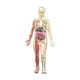 thumbnail image 5 of Modelo de cuerpo humano 3D Modelo de esqueleto órganos removibles huesos Educativos para niños y niñas de 8 a 12 años Fisiología de Halloween Regalos, 5 of 10
