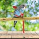 thumbnail image 2 of Arnés y correa para loros mascotas, diseño de entrenamiento ajustable antimordidas, cuerda de nailon con linda ala para loros, adecuado para Alexandrine, Scarlet, Keck, Mini Macaw y pájaros del mismo JAMW Sencillez, 2 of 5