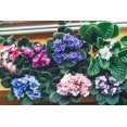 thumbnail image 5 of Schultz SPF44900 4 oz Bottle of 8-14-9 African Violet Liquid Plant Food, 5 of 5