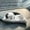 H, variant on WIFKLSIIPG Kids Toys Funny Sleeping Toys Cat in The Mattress Toy Mini Cat in Shoe with Meows Sounds Sleeping Cute Kitty Toys Decors for Kids Boys Girls