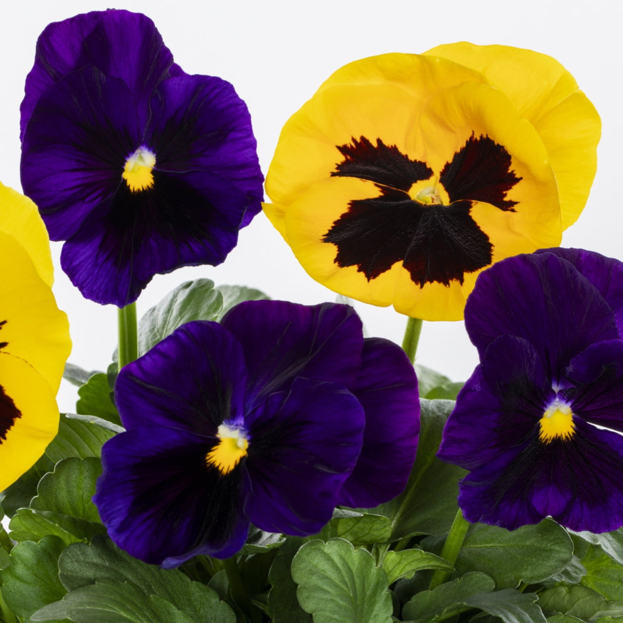 Expert Gardener 2.5QT Multicolor Pansy Live Plants with Grower Pot