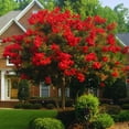 thumbnail image 6 of 2 Red Rocket Crepe Myrtle, Live Plants (Lagerstroemia Indica) – Vibrant Red Blooms, Thriving in 2.5” Nursery Cubes, 6 of 10