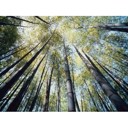 Bamboo Trees in Rainforest, Japan Print Wall Art By José Fuste