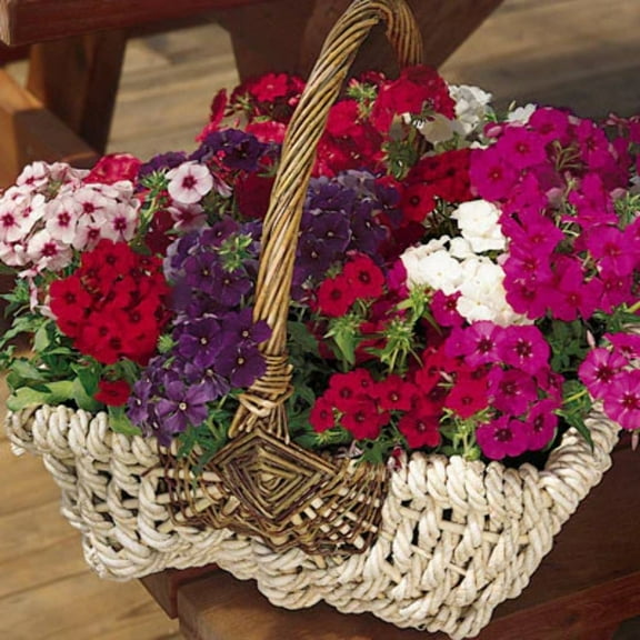 Phlox Seeds - 21st Century Mix F1 Seeds - Non-GMO - 100 Seeds