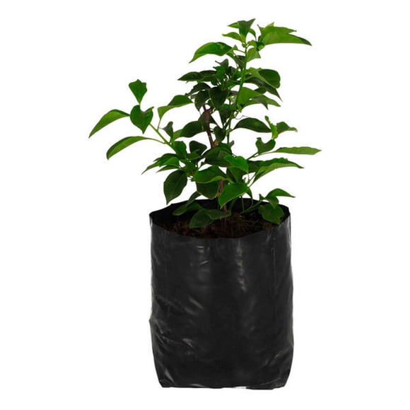 planta bugambilea de 37 cm x 14 cm