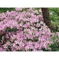 thumbnail image 6 of Azalea George Tabor - 40 Live Plants - Light Orchid/White Flowering Rhododendron, 6 of 9