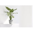 thumbnail image 3 of EcoPots Oslo 6" x 5" Round White Grey Plastic Plant Planter with UV Resistant, 3 of 4