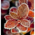 thumbnail image 2 of Macro Of Frost On Red Fall Cranberry Leaves Along The Denali Highway Southcentral Alaska Poster Print, 2 of 4