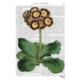 thumbnail image 3 of Fab Funky 12x14 Black Modern Framed Museum Art Print Titled - Primula Auricula Red, 3 of 5